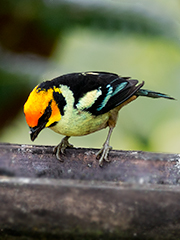 Flame-faced-Tanager