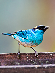 Golden-naped-Tanager