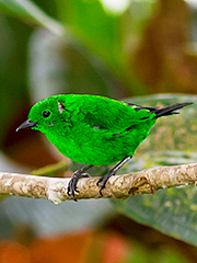 Glistening-green-Tanager